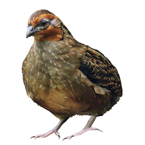  Gambel Quail Breeds